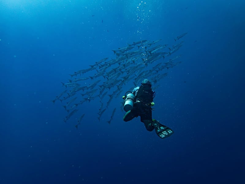 Deep Sea Creatures