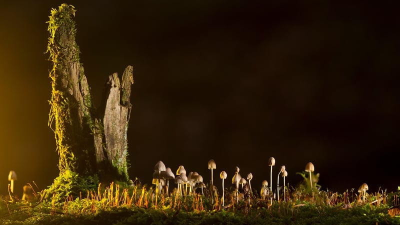 Mycorrhizal Networks